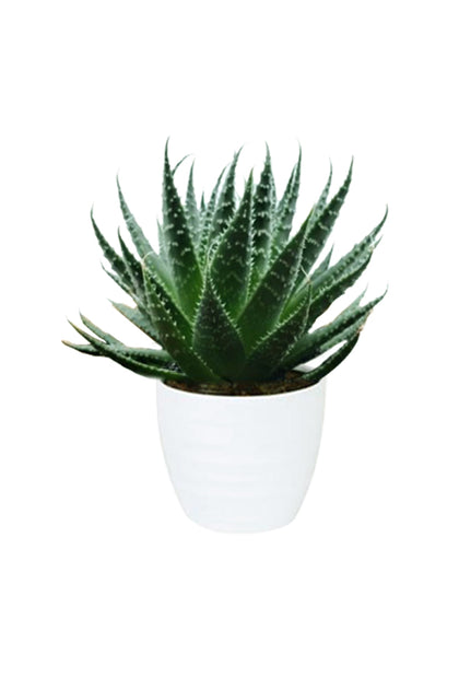 Aloe Aristata - Tiki Tahi