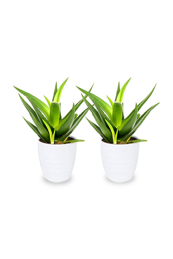 Kaufen Sie eins und erhalten Sie eins – Aloe Vera Zwerg-Zimmerpflanze