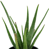 Aloe Vera - Indoor Plant - Aloe Vera - Indoor Plant - Plantsworld.ae