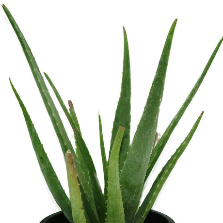 Aloe Vera - Indoor Plant - Aloe Vera - Indoor Plant - Plantsworld.ae