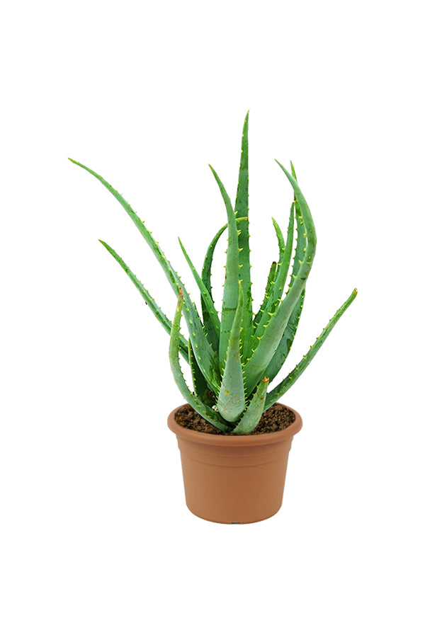 Aloe Vera – Zimmerpflanze