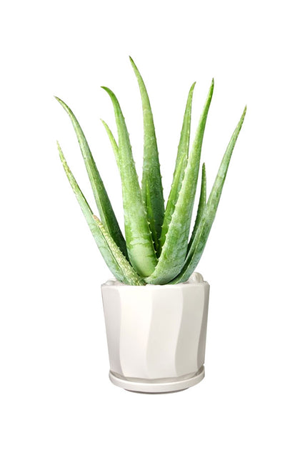 Aloe Vera - Office Table Top Plant