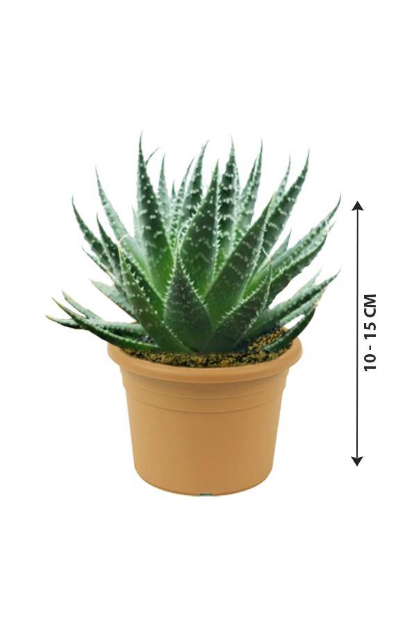Aloe Aristata - Tiki Tahi - Cactus And Succulents - Aloe Aristata - Tiki Tahi - Cactus And Succulents - Plantsworld.ae