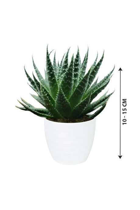 Aloe Aristata - Tiki Tahi - Cactus And Succulents - Aloe Aristata - Tiki Tahi - Cactus And Succulents - Plantsworld.ae