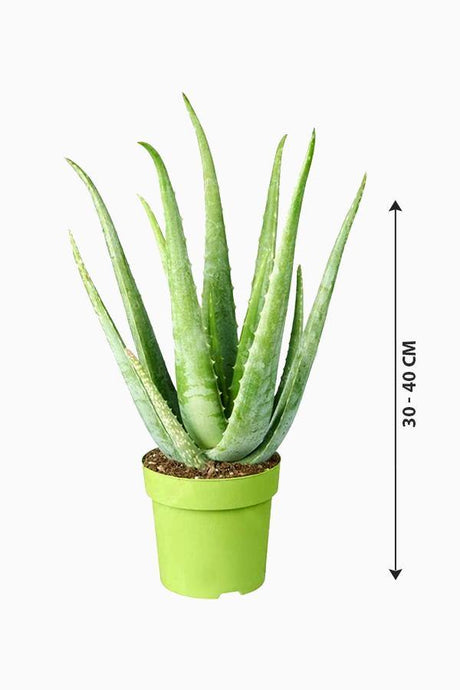 Aloe Vera - Indoor Plant - Aloe Vera - Indoor Plant - Plantsworld.ae