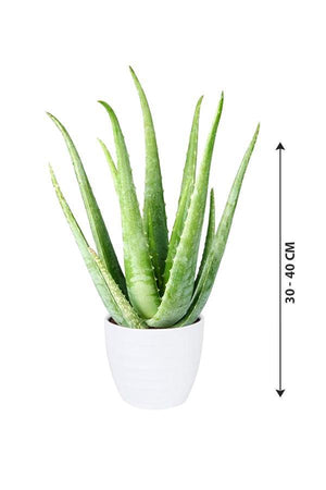 Aloe Vera - Indoor Plant - Aloe Vera - Indoor Plant - Plantsworld.ae