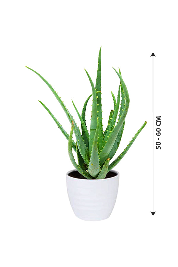Aloe Vera – Zimmerpflanze