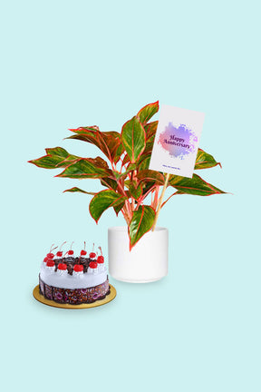 Aglaonema Red - Air Purifying Indoor Plant in Decorative Pot | Plantsworld.ae