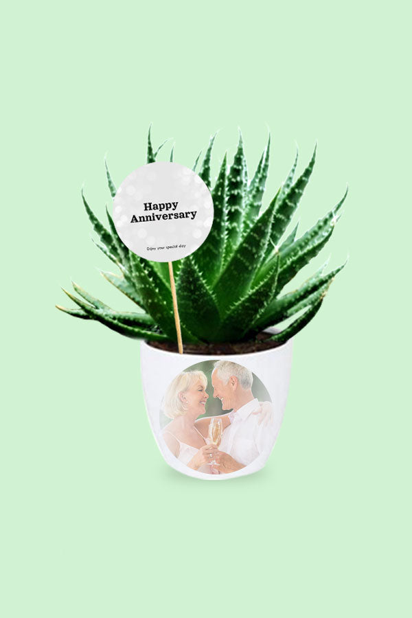 Jubiläumsgeschenkpflanze – Aloe Aristata – Tiki Tahi