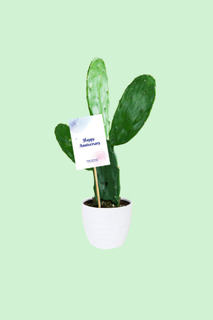 Anniversary Gift Plant - Bunny Ear Cactus - Opuntia Microdasys