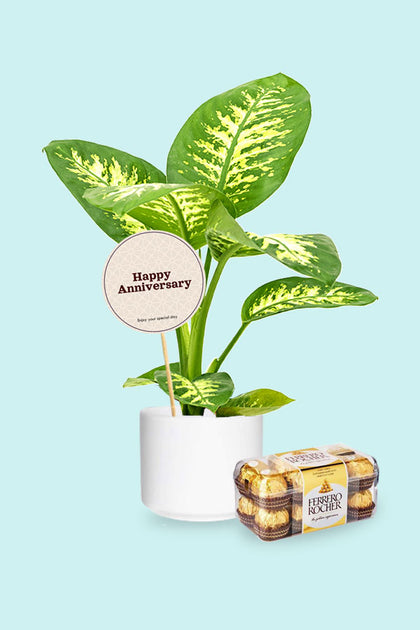 Anniversary Gift Plant - Tropic Snow - Dieffenbachia Seguine