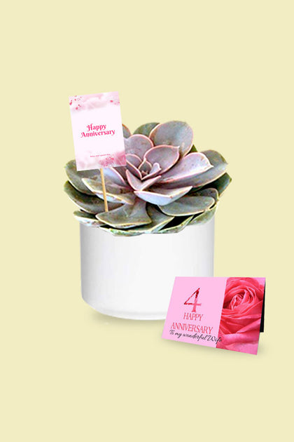 Anniversary Gift Plant - Violet Echeveria - Cactus & Succulents
