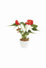 Anthurium -Indoor Flower Plant - Anthurium -Indoor Flower Plant - Plantsworld.ae