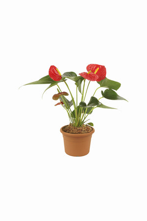 Anthurium - Flamingo Flower