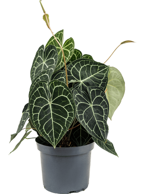 Anthurium Clarinervium - Anthurium Clarinervium - Plantsworld.ae