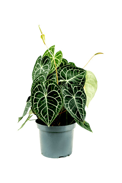 Anthurium Crystallinum - Flamingo Flower