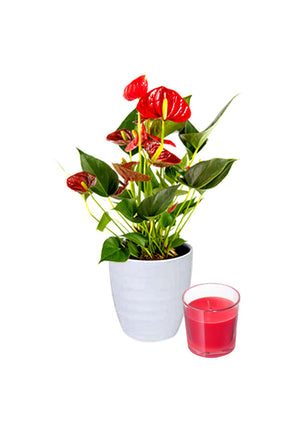 Christmas Plant Combo – Anthurium Flower Plant with Candle, perfect holiday gift featuring vibrant red flowers and festive décor.