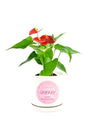 Elegant Anthurium Red Plant  in a customized white pot as Mothers Day Gift.