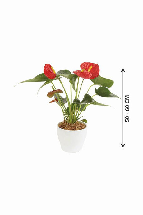 Anthurium -Indoor Flower Plant - Anthurium -Indoor Flower Plant - Plantsworld.ae