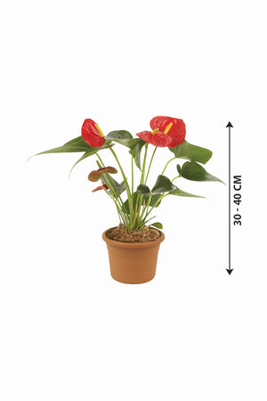 Anthurium - Flamingo Flower
