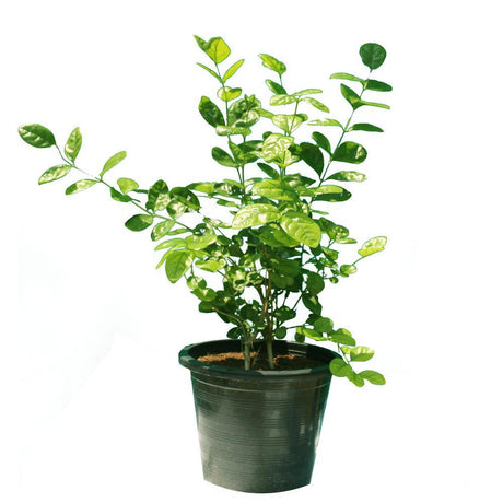 Arabian Jasmine-Jasminum Sambac - Arabian Jasmine-Jasminum Sambac - Plantsworld.ae