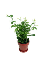 Arabischer Jasmin – Jasminum Sambac – blühende Pflanze