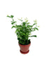 Arabian Jasmine-Jasminum Sambac -Flowering Plant