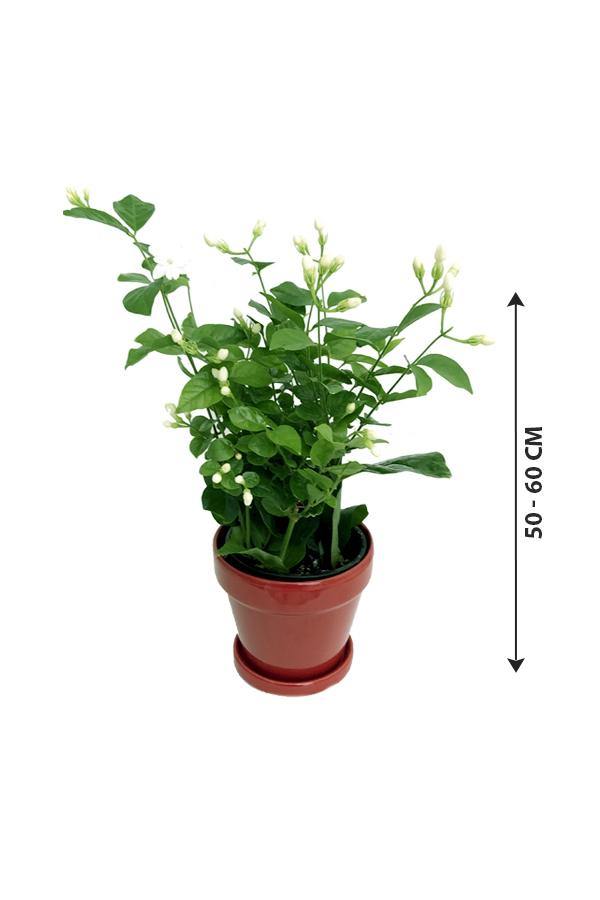 Arabian 2025 jasmine plant