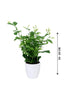 Arabian Jasmine-Jasminum Sambac - Arabian Jasmine-Jasminum Sambac - Plantsworld.ae