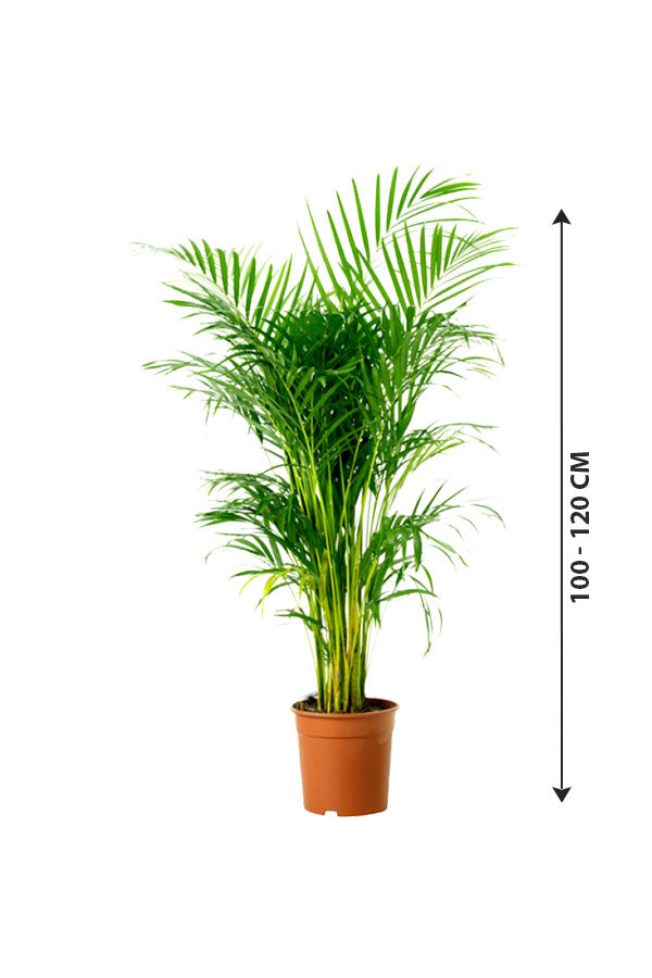 Areca-Palme Indoor-Indoor-Palmenpflanze