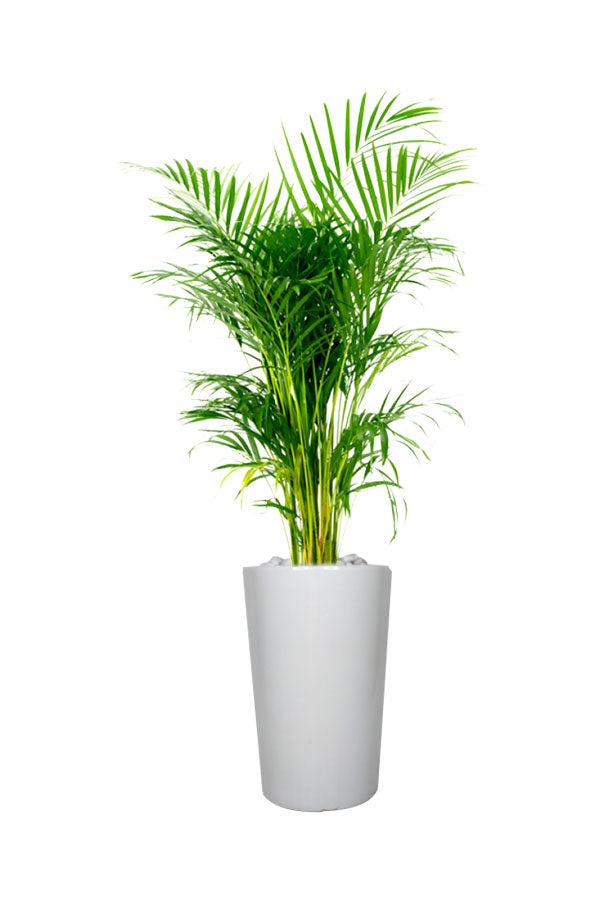 Areca-Palme, hohe Pflanze für den Innen- und Bürobereich