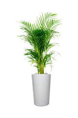 Areca Palm Indoor-Office Plant - Buy Indoor Plants Online at Plantsworld.ae

