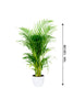 Areca Palm Indoor-Indoor Palm Plant