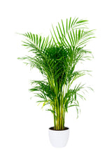 Areca-Palme Indoor-Indoor-Palmenpflanze