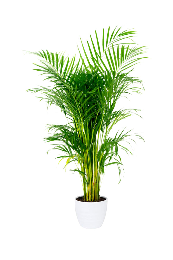 Areca Palm Indoor-Indoor Palm Plant With Ceramic Pot