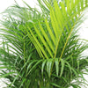 Areca Palm Indoor - Plantsworld.ae - {{ varient.name }}