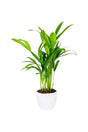 Areca Palm Indoor Small - - Areca Palm Indoor Small - - Plantsworld.ae
