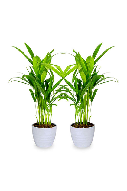 Buy One Get One - Areca Palm Small - Chrysalidocarpus Lutescens
