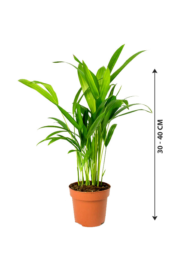 Areca-Palme klein – Chrysalidocarpus lutescens – Zimmerpflanze