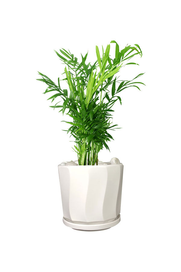 Bambuspalme – Bürotischpflanze