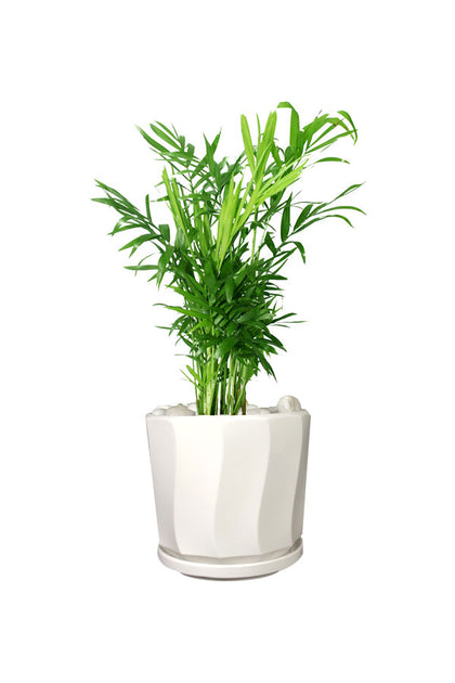 Bamboo palm - Office Table Top Plant