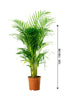 Areca Palm Indoor - Plantsworld.ae - {{ varient.name }}
