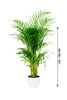 Areca Palm Indoor - Plantsworld.ae - {{ varient.name }}