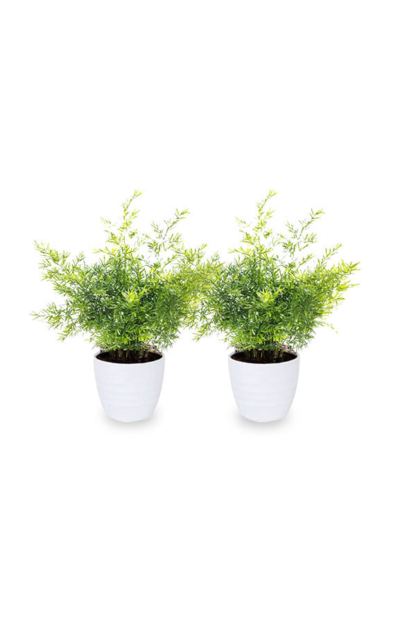 Kaufen Sie eins und erhalten Sie eins – Spargelfarn-Hängezimmerpflanze