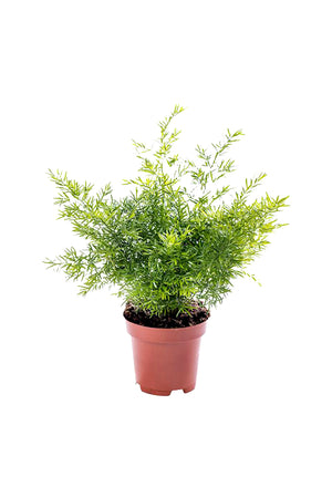 Asparagus Fern - Climbing  Fern