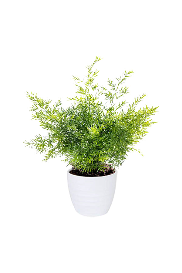 Asparagus Fern - Climbing  Fern