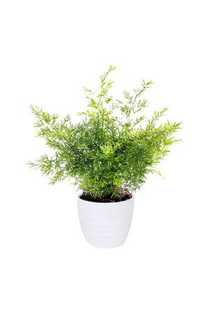 Asparagus Fern - Climbing  Fern