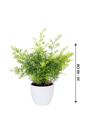 Asparagus Fern - Climbing  Fern