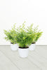 Asparagus Fern Hanging Indoor Plant With White Ceramic Pot - Asparagus Fern Hanging Indoor Plant With White Ceramic Pot - Plantsworld.ae