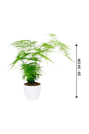 Asparagus Setaceus - Climbing Asparagus - Asparagus Setaceus - Climbing Asparagus - Plantsworld.ae